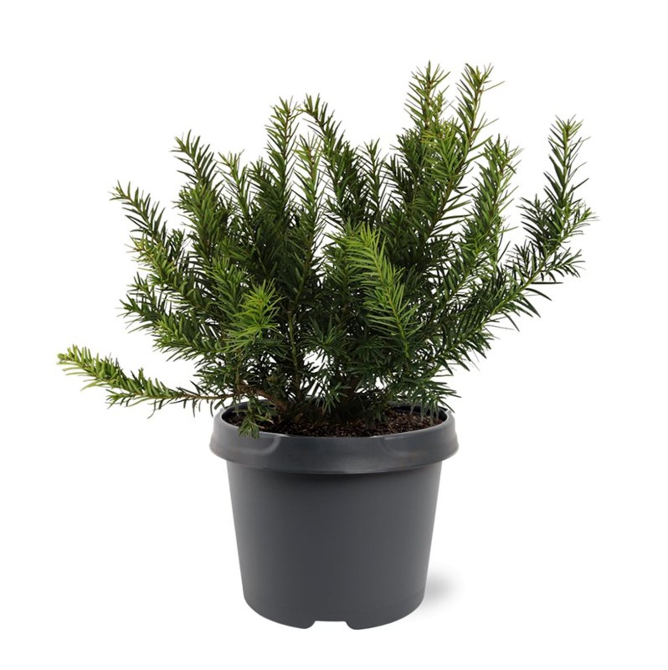 Idegran – Taxus baccata 'Repandens' - C3 25-30 CM